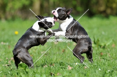 two Boston Terriers playing