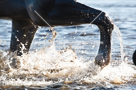 quarter horse walking through water, close-up