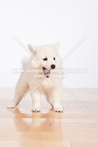 American Eskimo puppy on white background