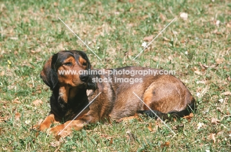 Alpine Dachsbracke, lying on grass