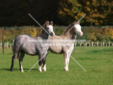 two Welsh Mountain Ponies