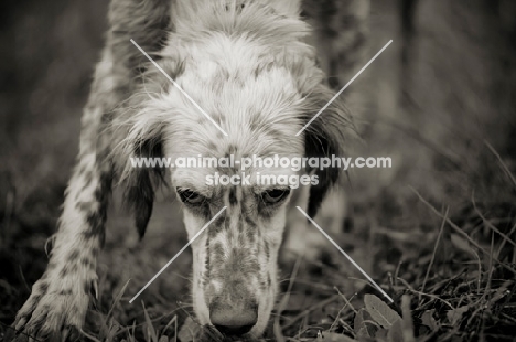 english setter intensly smelling the ground
