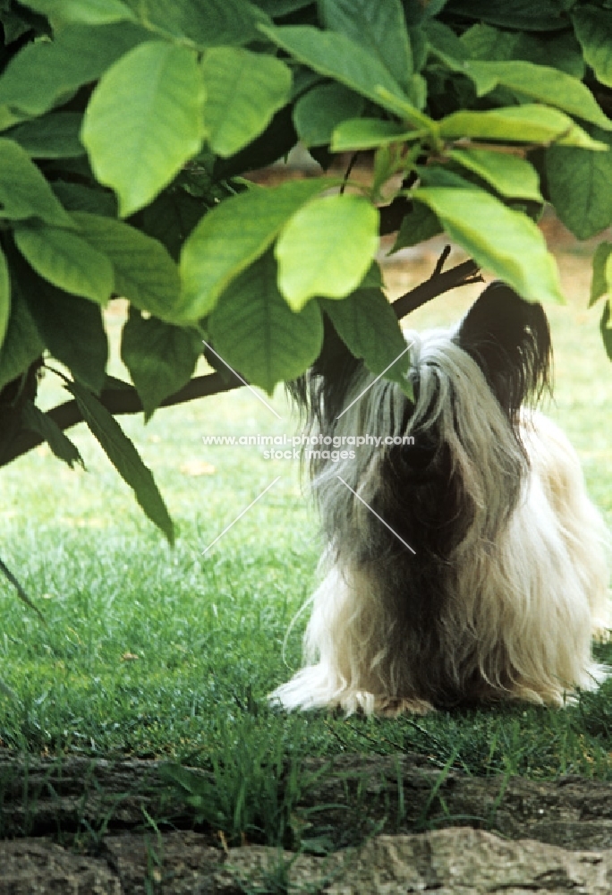 ch marjayn mona, skye terrier under a leafy branch
