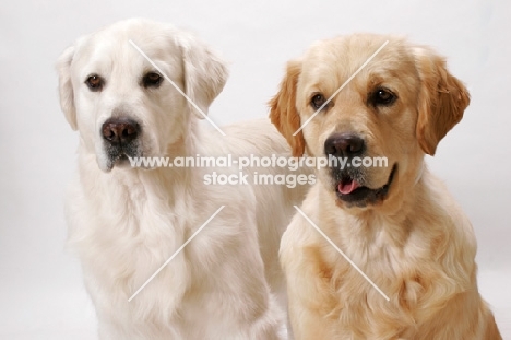 Australian Champion Golden Retrievers, Santamaria Mandaleh and Santamaria Jodgement