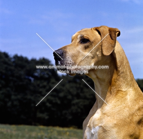 great dane head portrait