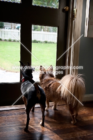 two chihuahuas looking out door