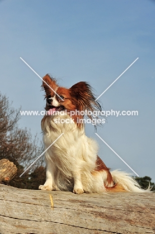 Papillon on wood