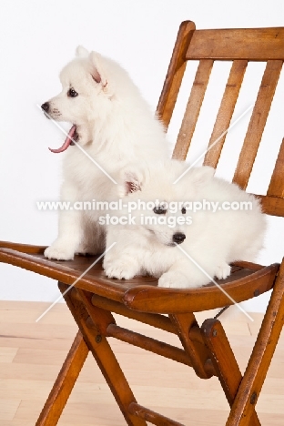American Eskimo puppies on a chair