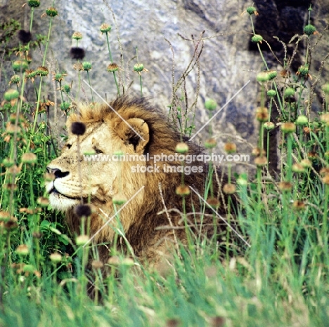 portrait of a fine lion in serengeti np
