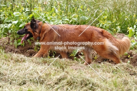 Old German Sheepdog running the border