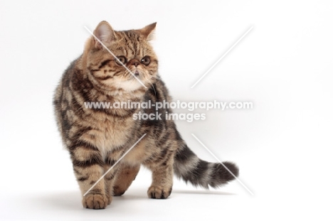 Exotic Shorthair walking, brown classic tabby colour