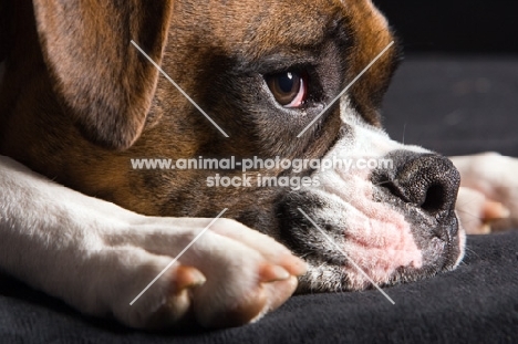 boxer laying with head down, close up
