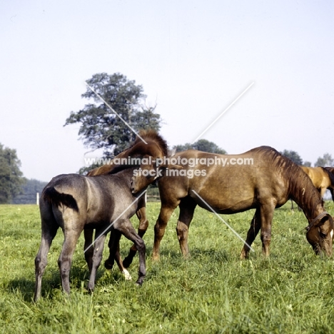 württmberger mare and foals at marbach