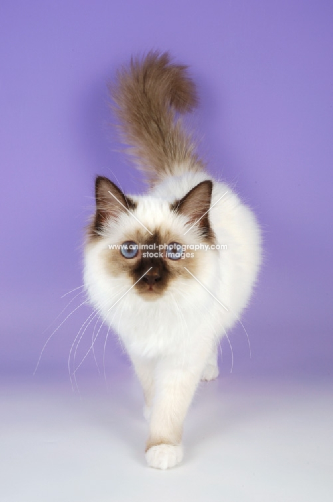 chocolate point birman kitten