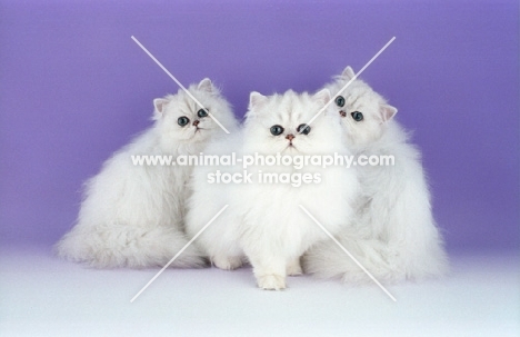 three chinchilla kittens