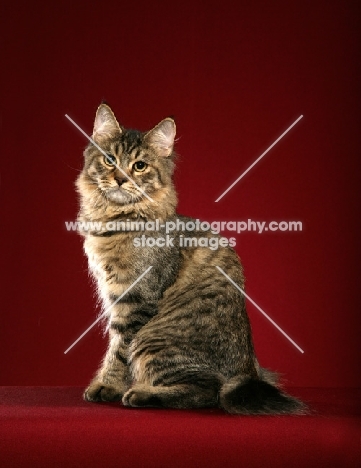 longhaired Pixie Bob cat on red background