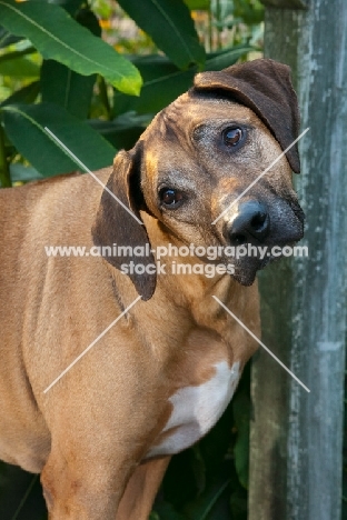 Rhodesian ridgeback portrait