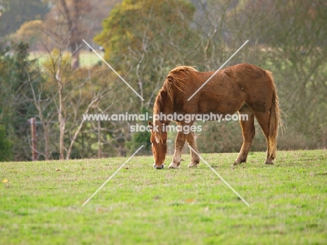 Suffolk Punch grazing