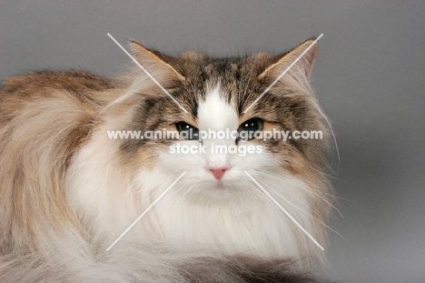 Norwegian Forest cat portrait on grey background, brown mackerel tabby & white