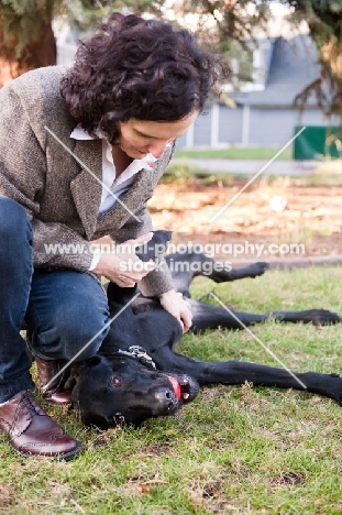 Black Lab lying on grass with ball in mouth, getting a belly rub from owner.