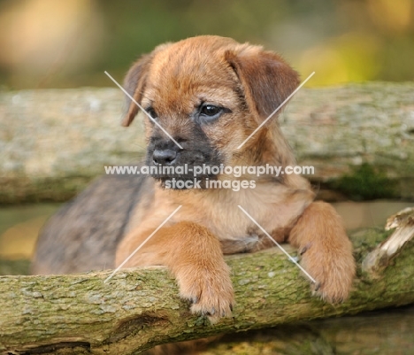 Border Terrier puppy resting on branches