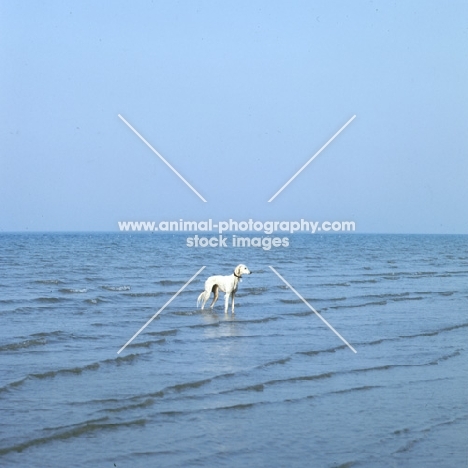 saluki standing in sea