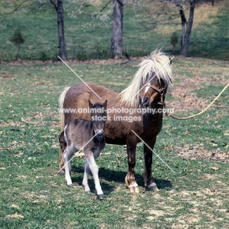 American Miniature horse with foal, shadyacres