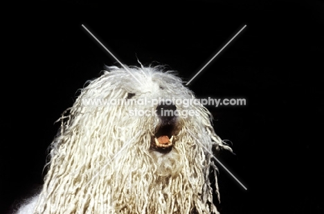 famous komondor, hercegvaros cica of borgvaale and loakespark (kitten), portrait