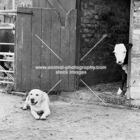 labrador lying outside stable with calf looking out
