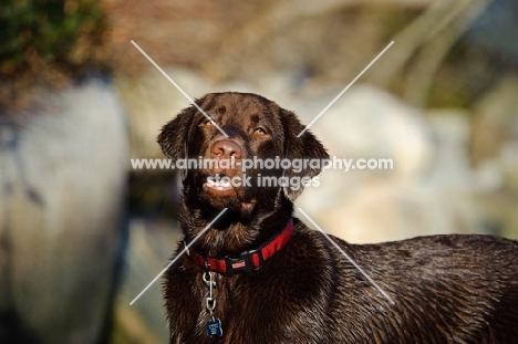 Chocolate Lab with mouth open looking at camera.