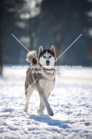 Young siberian husky walking in a snow-covered field