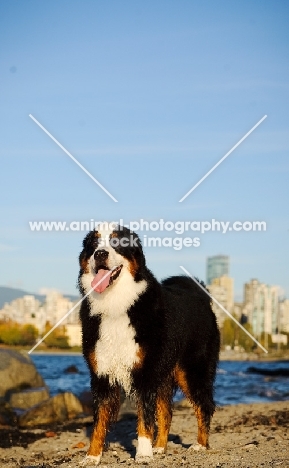 Bernese Mountain Dog