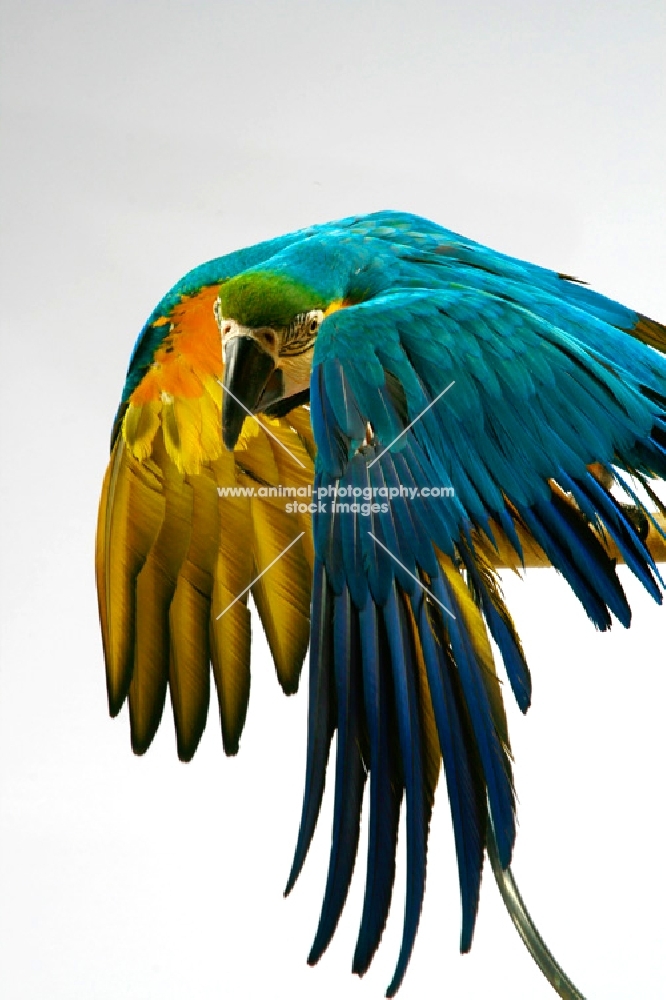 blue and gold macaw