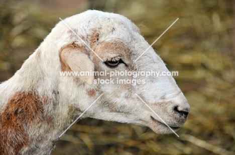 Nguni sheep profile