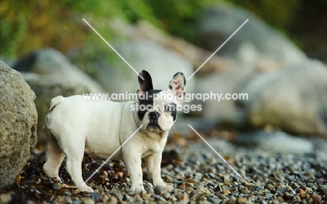 young black and white French Bulldog near riverside