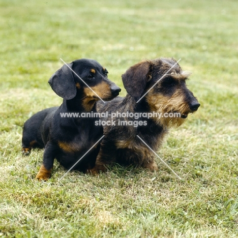 standard wire and smooth dachshund sitting on grass
