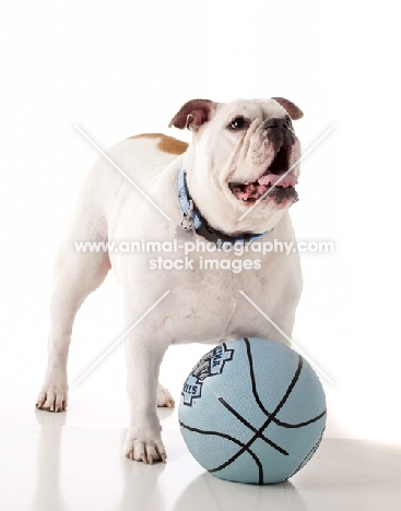 English Bulldog with ball