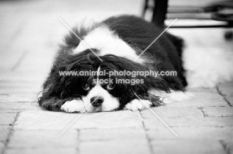 black and white of cavalier king charles spaniel lying with head down on pavement