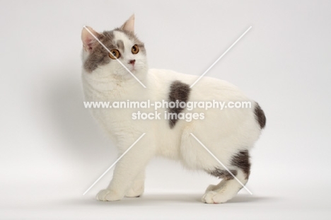 Blue Classic Tabby and White Manx