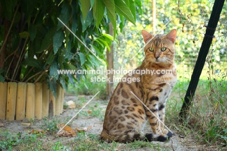 bengal cat sitting in a garden, champion Guru Nuvolari