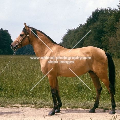 zaman, karabakh stallion owned by the Queen, presented to her by the soviet government