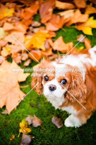 Cavalier King Charles Spaniel near leaves