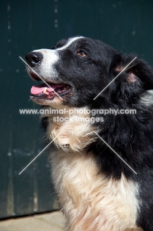 Border Collie looking up