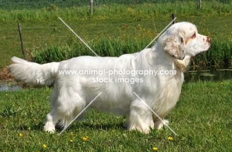 Clumber Spaniel side view