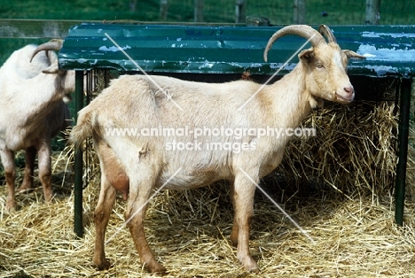 goat at cotswold farm park