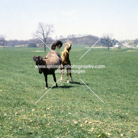 mustang mare kicking stallion in usa