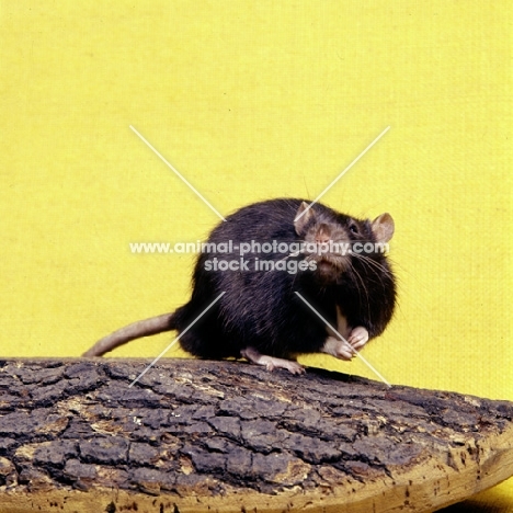 black irish pet rat looking curious