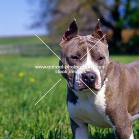 kodiak's kid chuttley, american staffordshire terrier