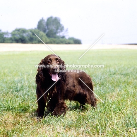 field spaniel standing in a field