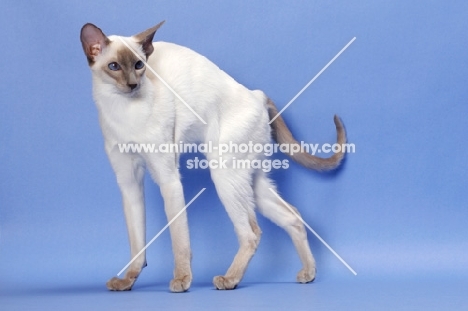 6 month old lilac point Siamese, arched back